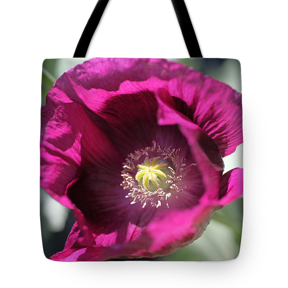 Poppy Tote Bag featuring the photograph Opium Poppy by Tammy Pool