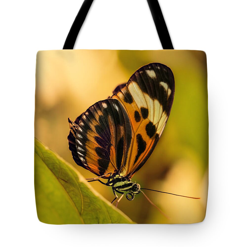 Butterfly Tote Bag featuring the photograph Orange and black butterfly on the green leaf by Jaroslaw Blaminsky