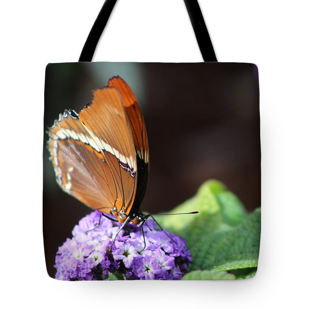 Brown Butterfly Tote Bag featuring the photograph Orange and Brown Butterfly on Purple by Colleen Cornelius