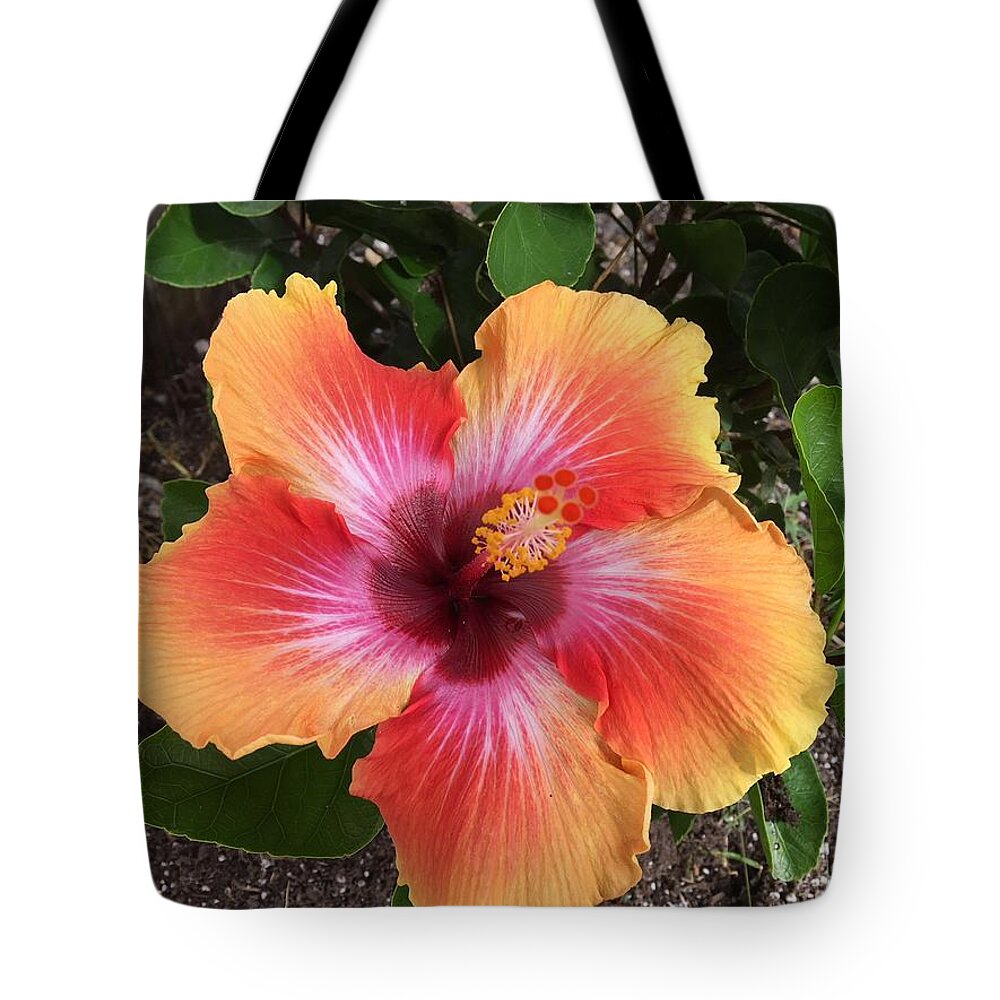 Hibiscus Tote Bag featuring the photograph Orange and Red Beauty by Val Oconnor