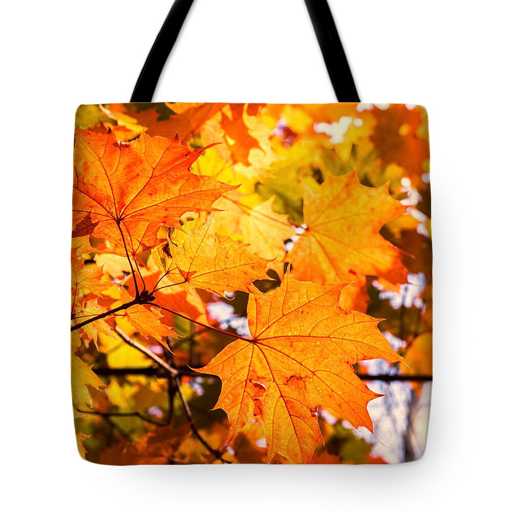 Orange Leaves Tote Bag featuring the photograph Fall of Orange Leaves by John Williams