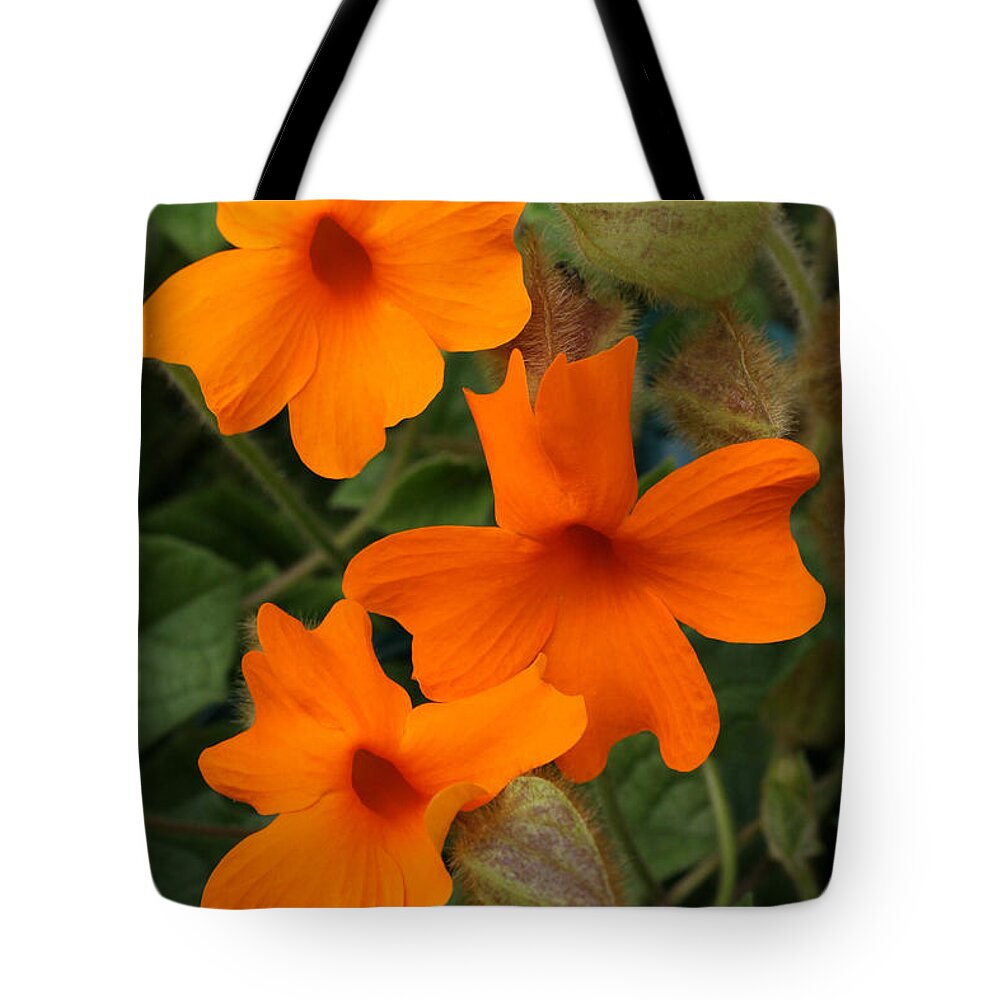 Orange Tote Bag featuring the photograph Orange Clock Vine by Tammy Pool