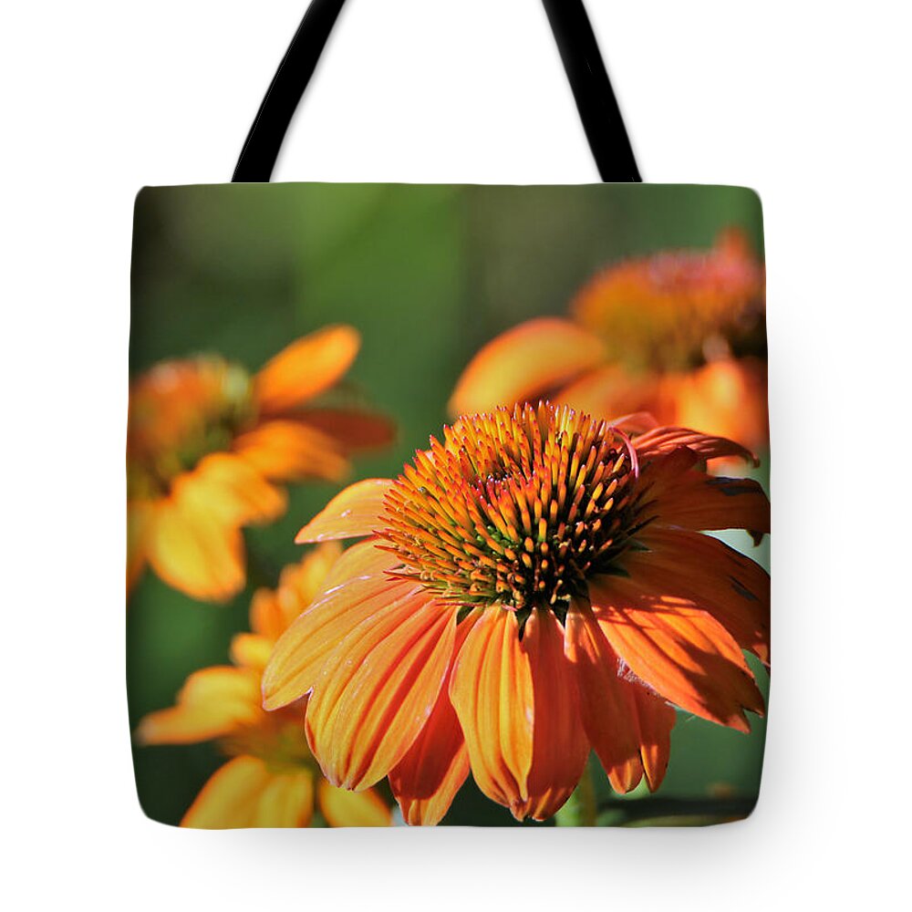 Nature Tote Bag featuring the photograph Orange Cone Flowers in Morning Light by Sheila Brown
