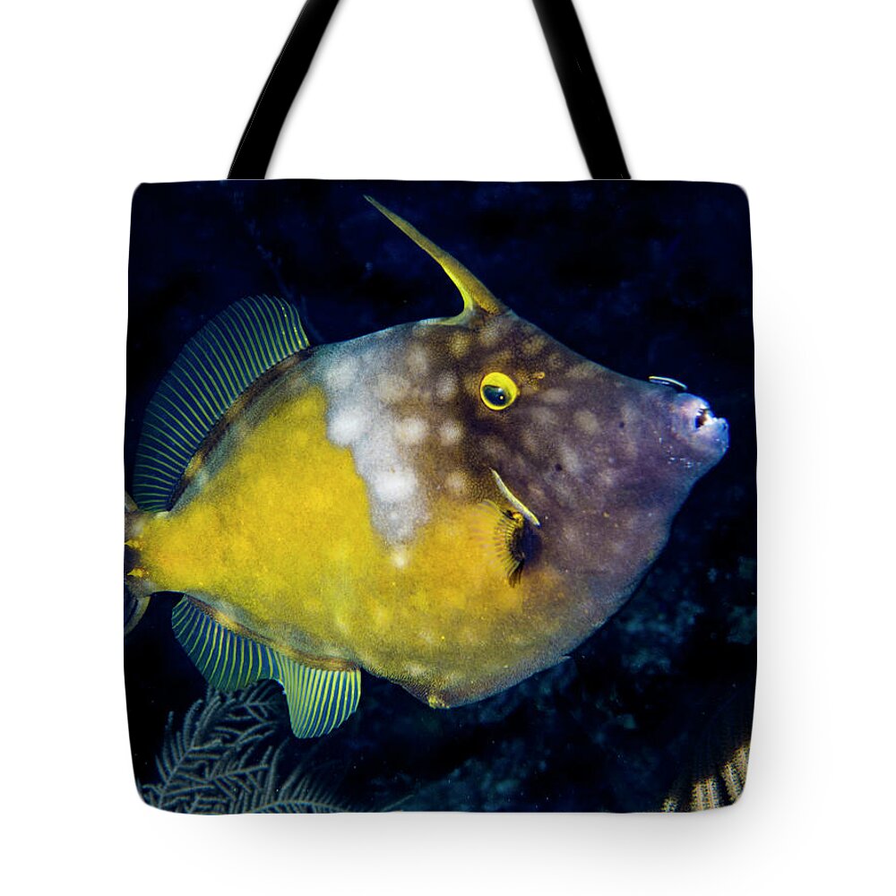 Jean Noren Tote Bag featuring the photograph Orange Filefish by Jean Noren