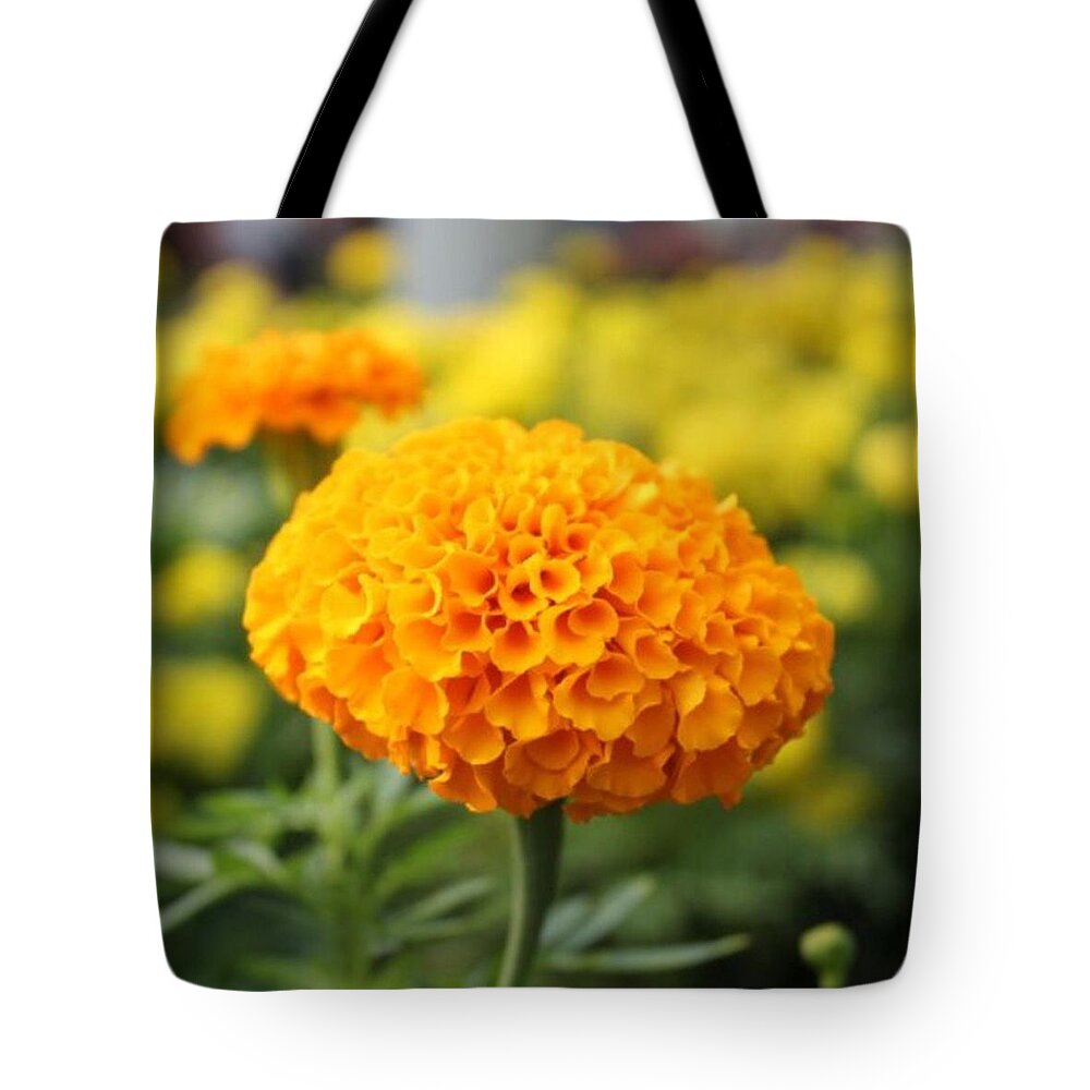 Profile Tote Bag featuring the photograph #orange #flower Surrounded By by Pierz Photos Work