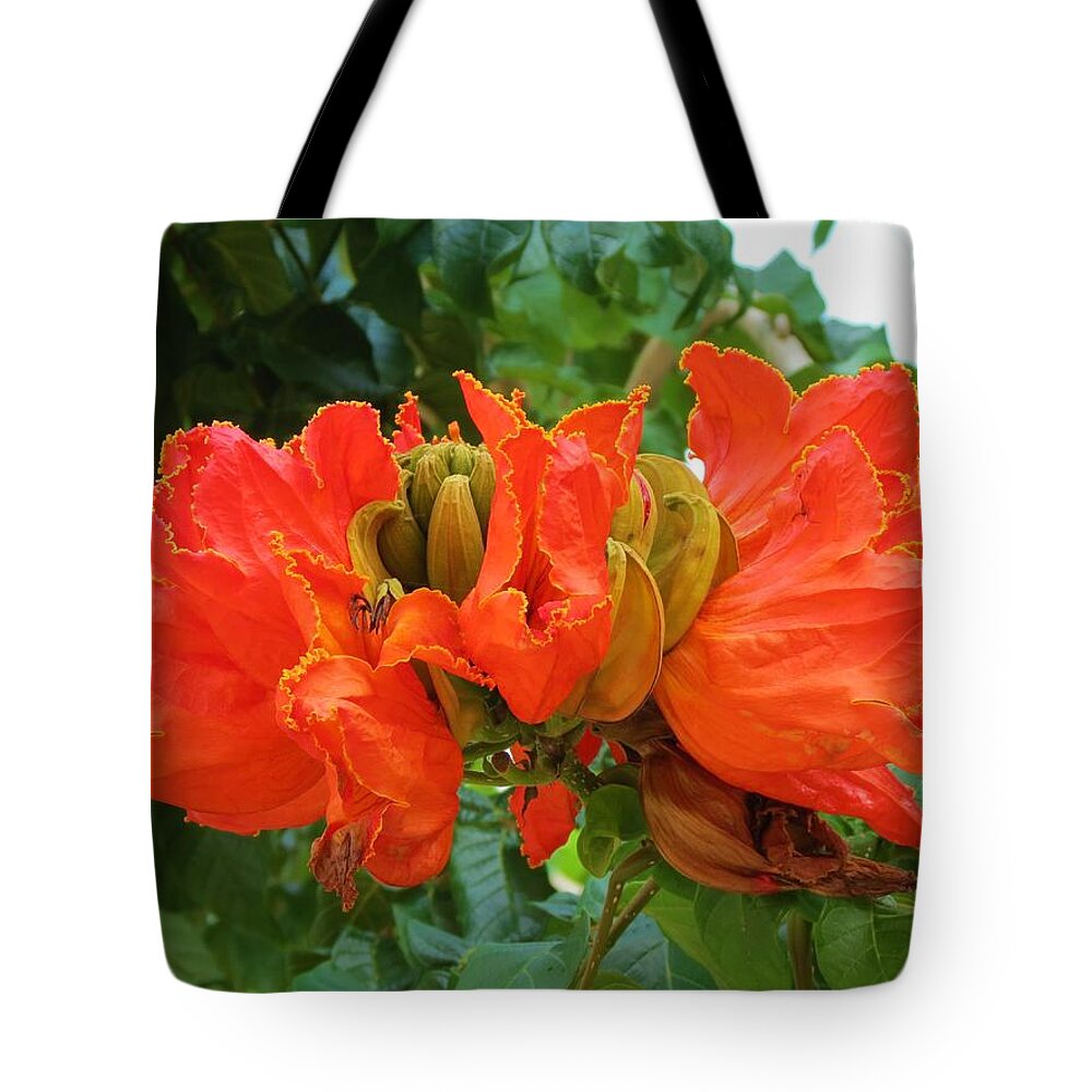 Mexico Tote Bag featuring the photograph Orange Flowers by Vijay Sharon Govender