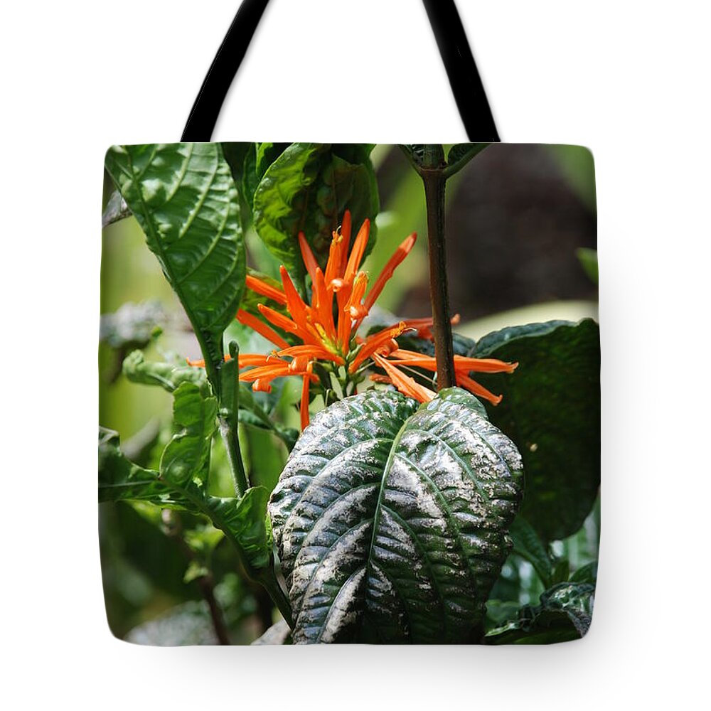 Banana Leaf Tote Bag featuring the photograph Orange Plants by Rob Hans