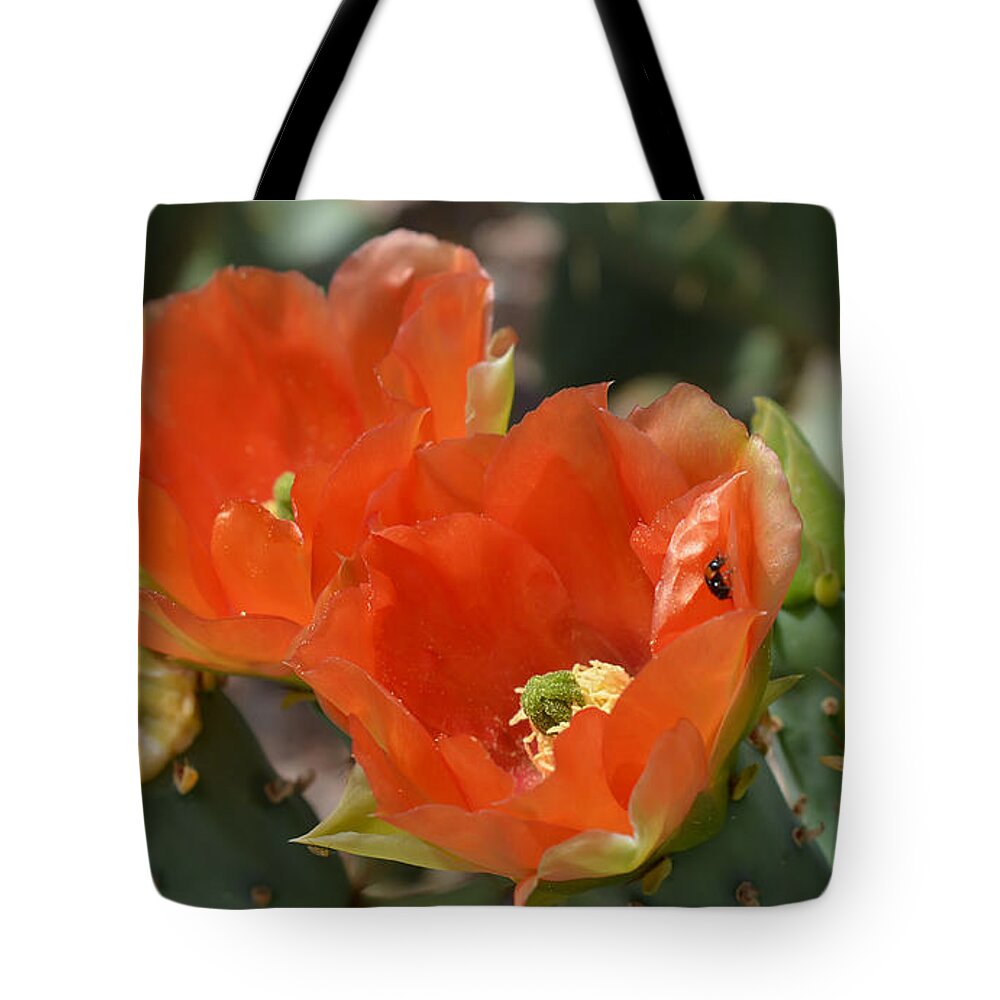 Cactus Tote Bag featuring the photograph Orange Prickly Pear Blossoms by Aimee L Maher ALM GALLERY