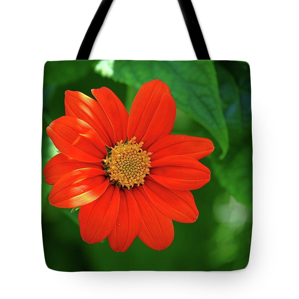 Flower Tote Bag featuring the photograph Zinnia by Ronda Ryan