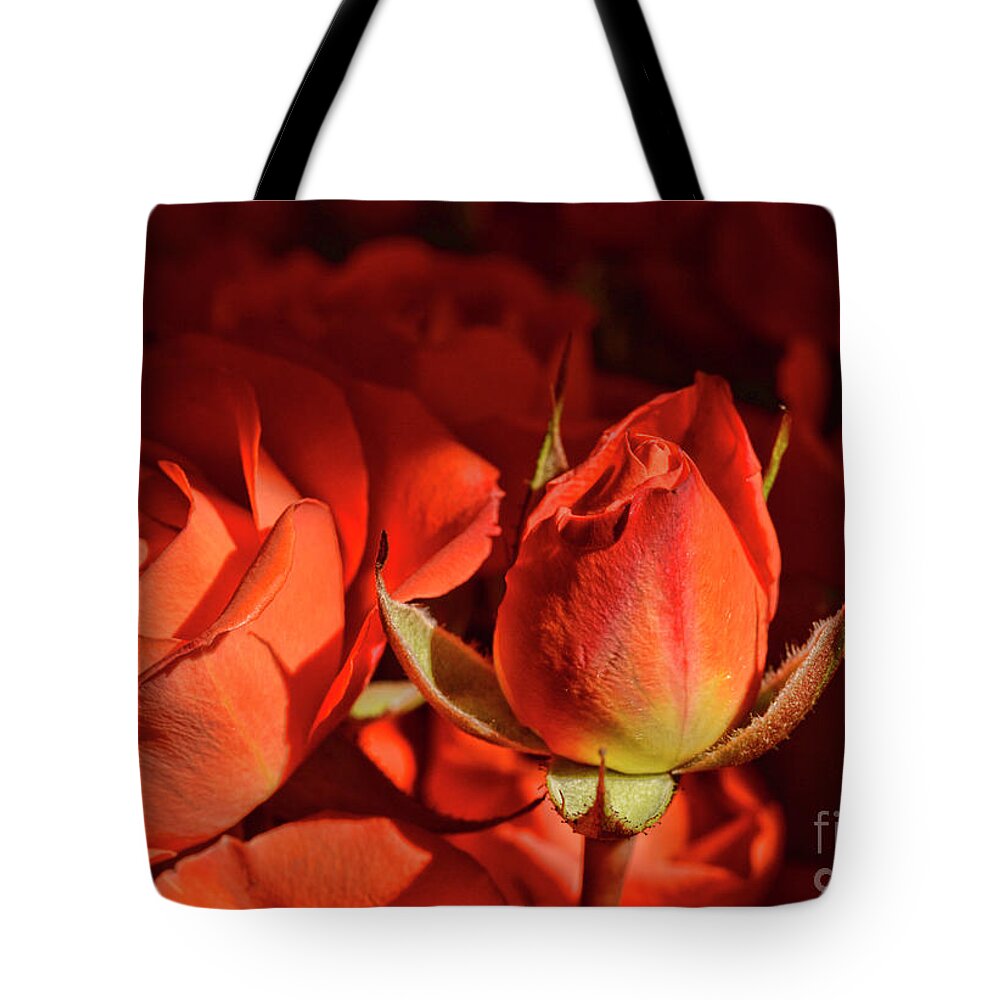 Rose Tote Bag featuring the photograph Orange Rose Bud by Alana Ranney