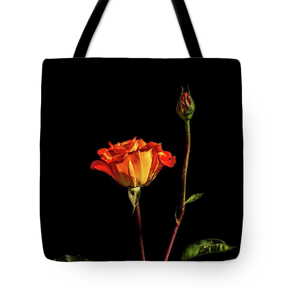Rose Tote Bag featuring the photograph Orange Rose on Black by Cheryl Day