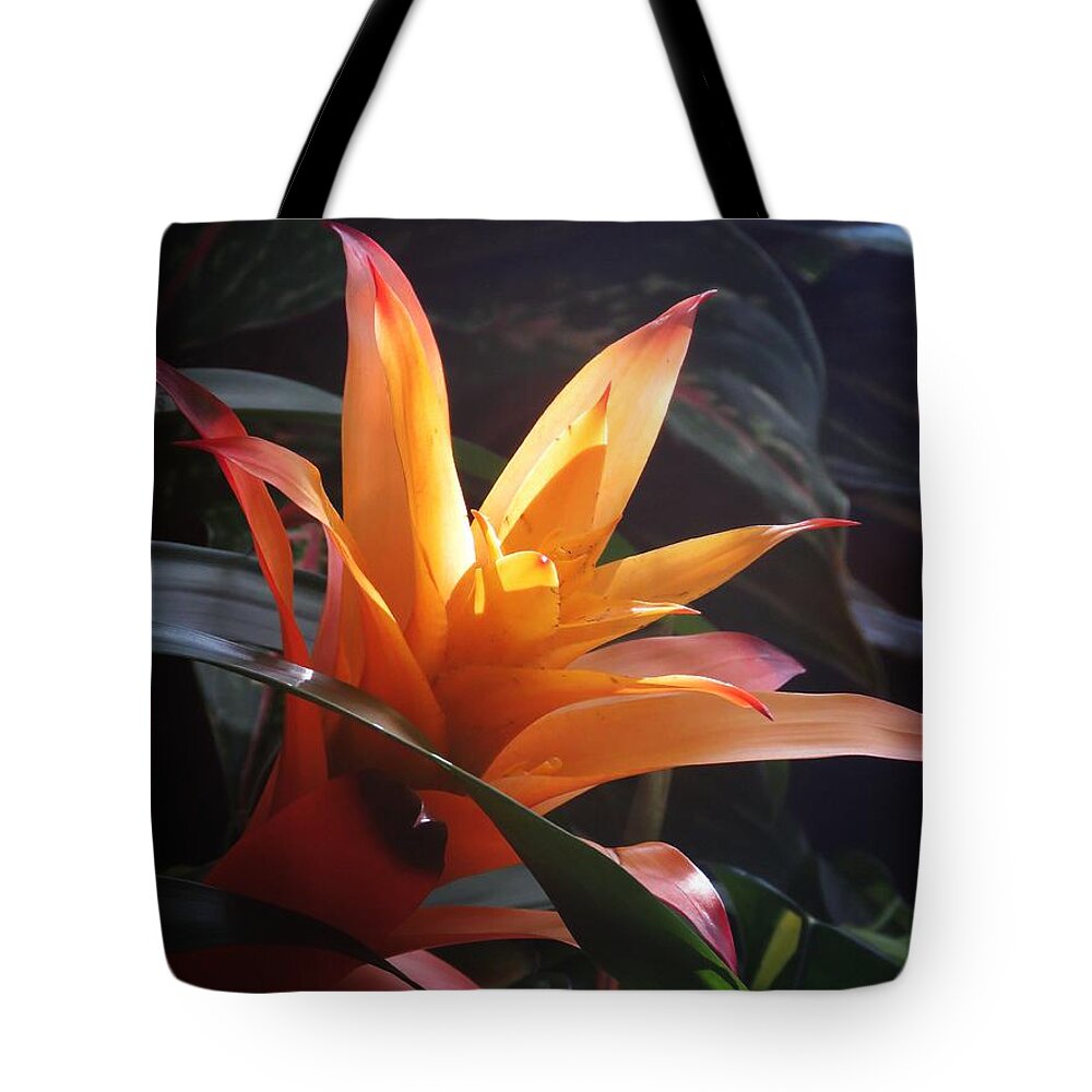 Orange Tote Bag featuring the photograph Orange Sherbert Blooming by Anita Adams