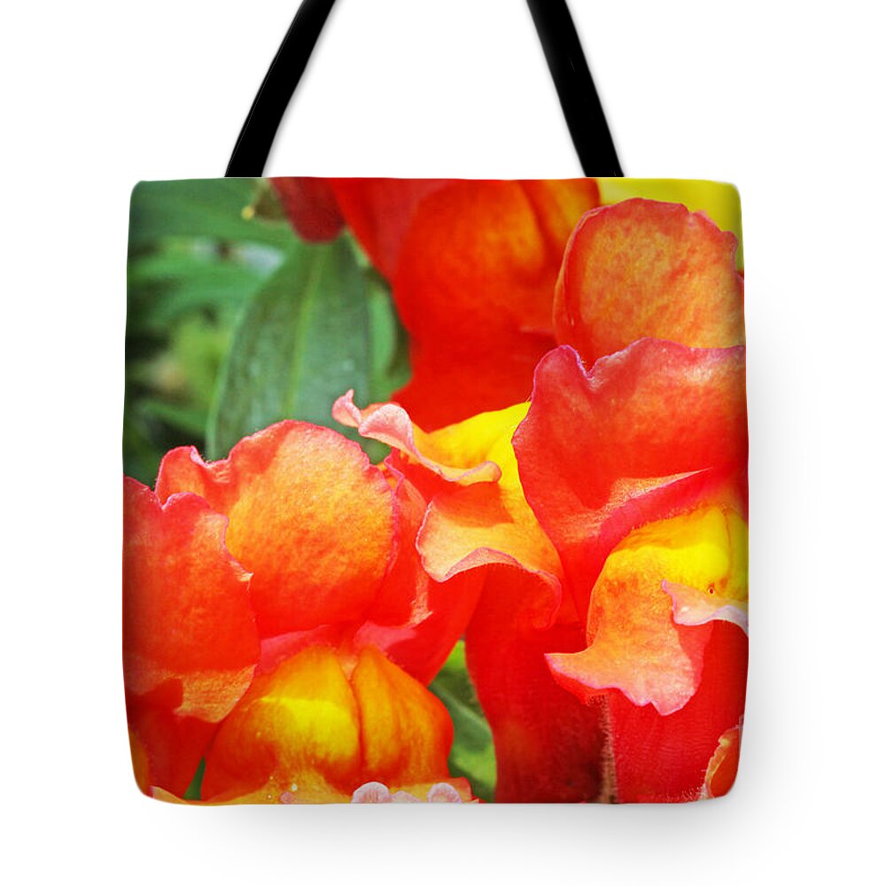 Orange Tote Bag featuring the photograph Orange, Snap Dragons by David Frederick