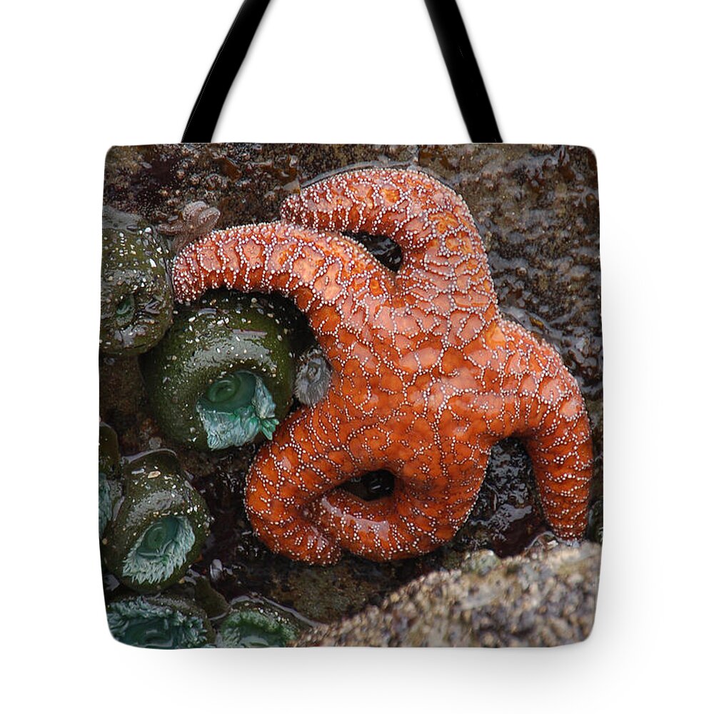 Ruby Beach And Beach 4 Tote Bag featuring the photograph Orange Starfish and Anemonies by Chuck Flewelling