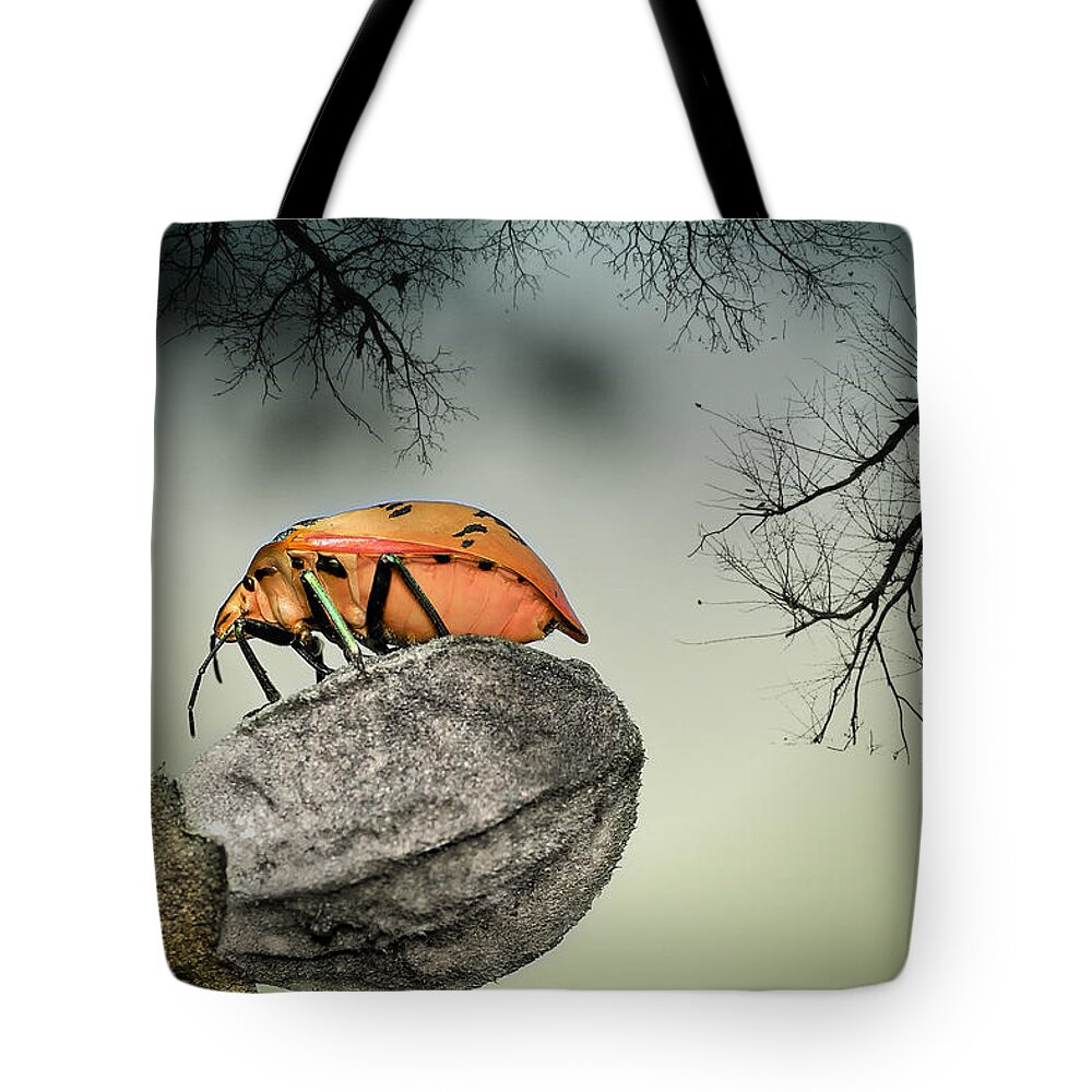 Stink Bug Tote Bag featuring the photograph Orange stink bug 001 by Kevin Chippindall