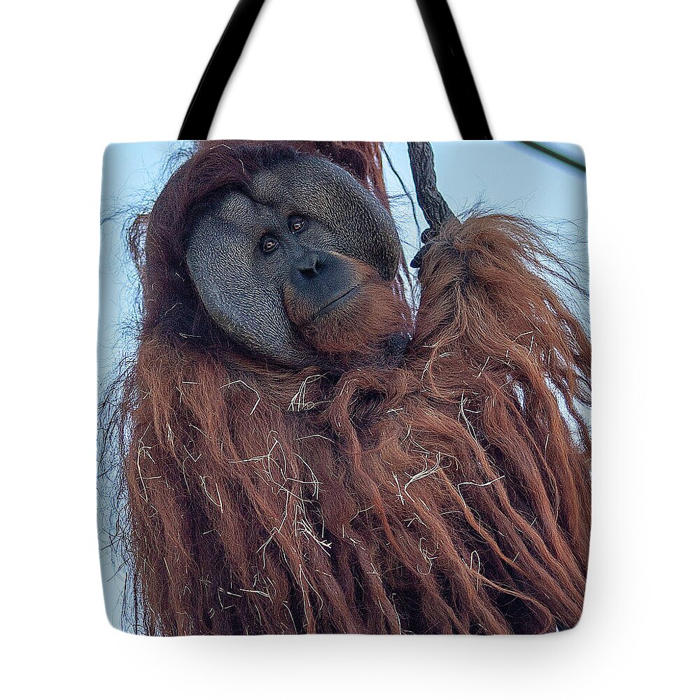 Jungle Tote Bag featuring the photograph Orangutan by Al Hurley