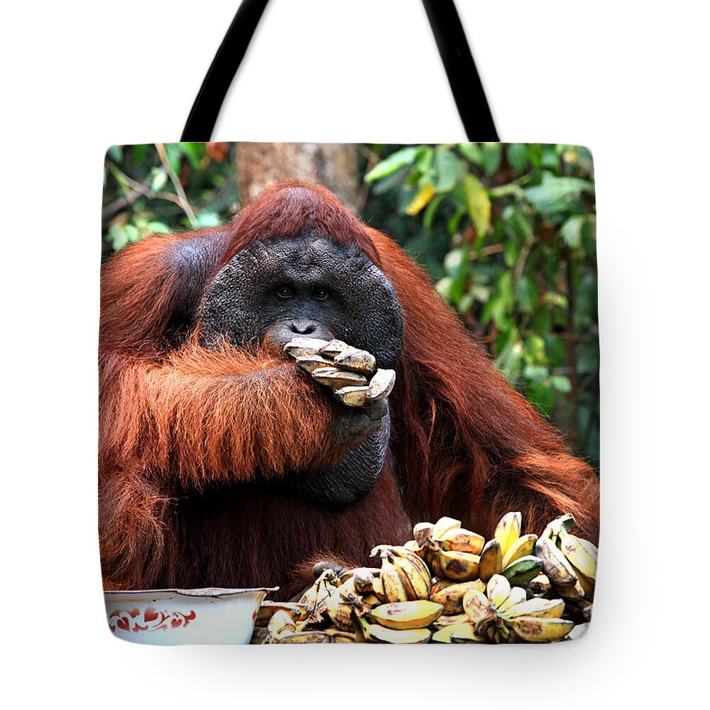  Tote Bag featuring the photograph Orangutan Feeding Time by Darcy Dietrich