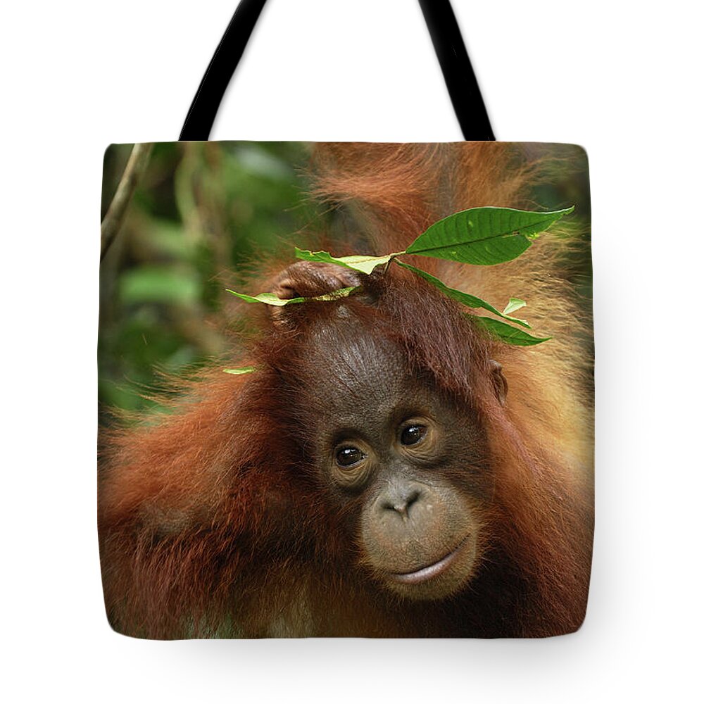 Mp Tote Bag featuring the photograph Orangutan Pongo Pygmaeus Baby, Camp by Thomas Marent