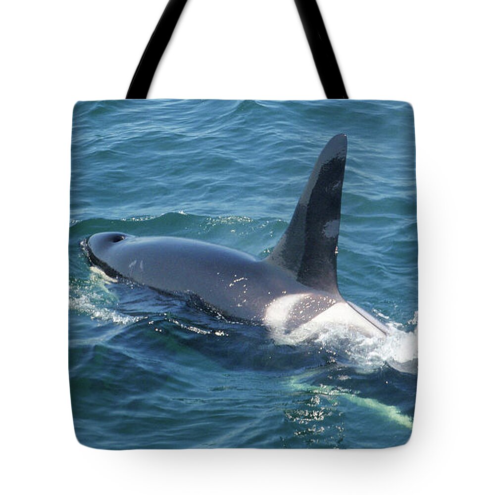  Tote Bag featuring the photograph Orca Mystic Sea Washington 2010 by Leizel Grant