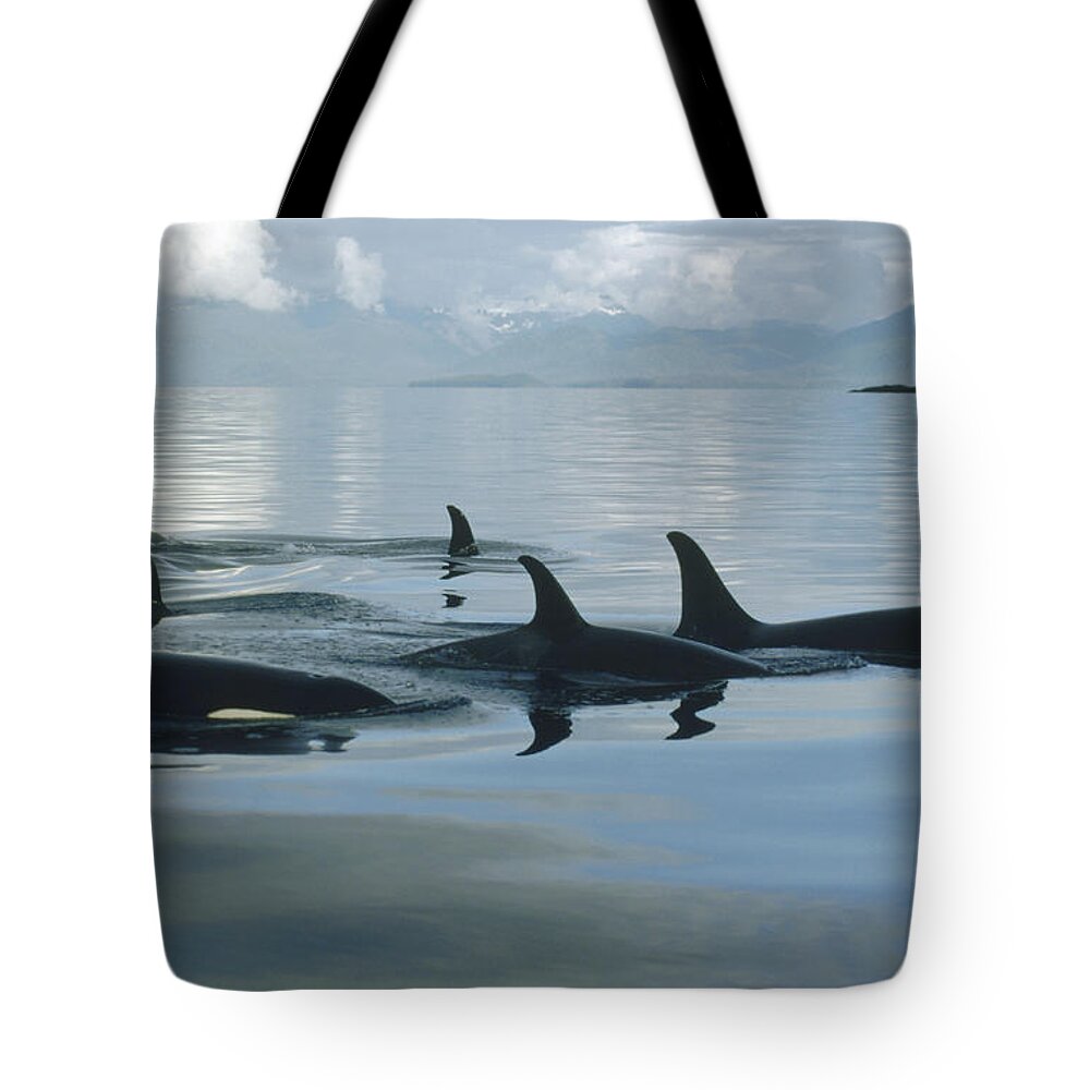 00079478 Tote Bag featuring the photograph Orca Pod Johnstone Strait Canada by Flip Nicklin