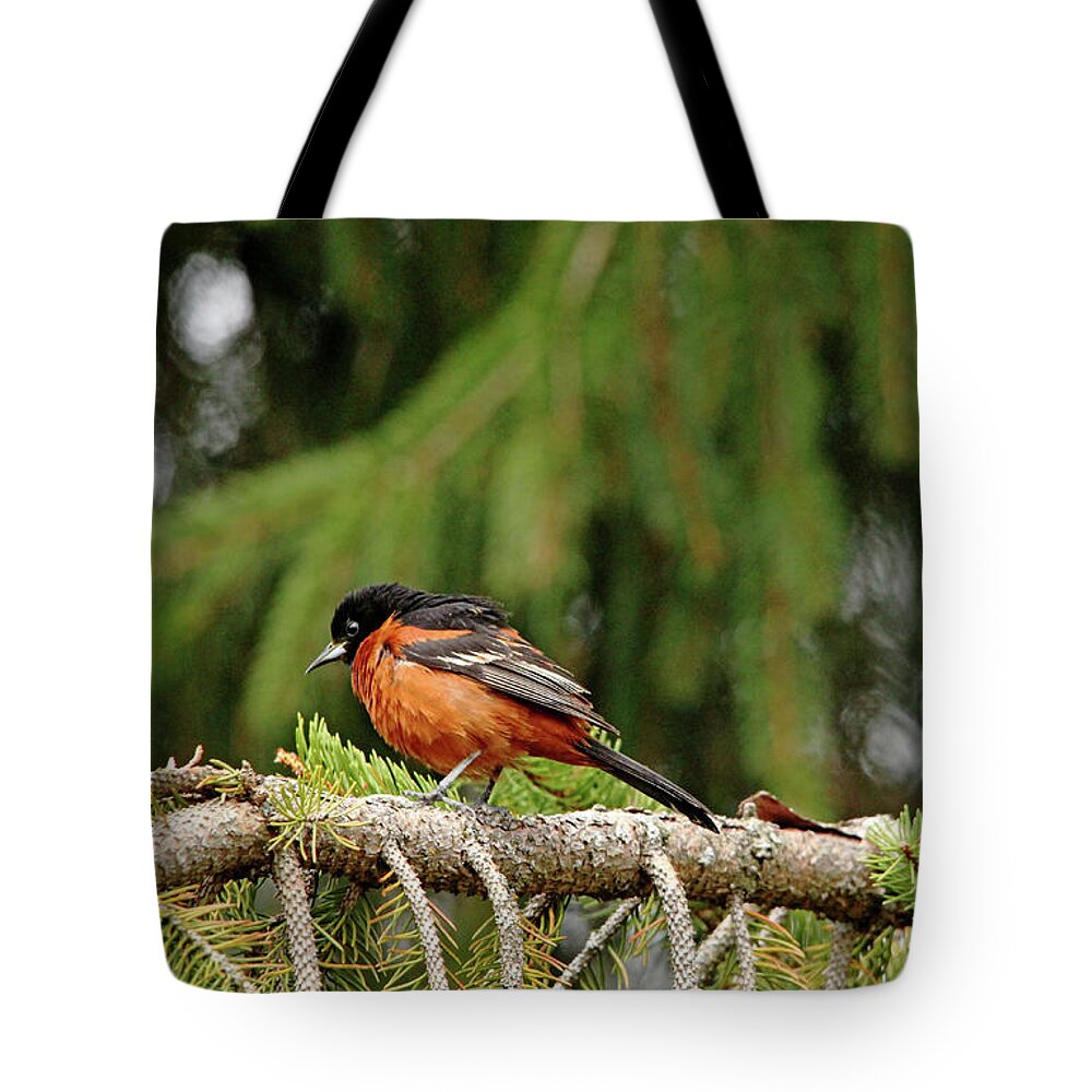 Oriole Tote Bag featuring the photograph Orchard Oriole In Spruce Tree II by Debbie Oppermann
