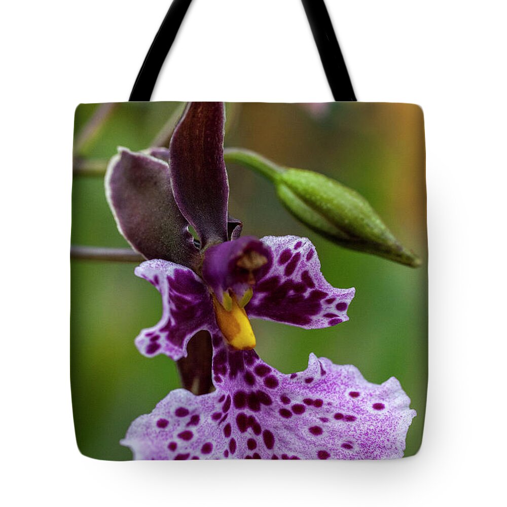 Orchid Tote Bag featuring the photograph Orchid - Caucaea rhodosticta by Heiko Koehrer-Wagner