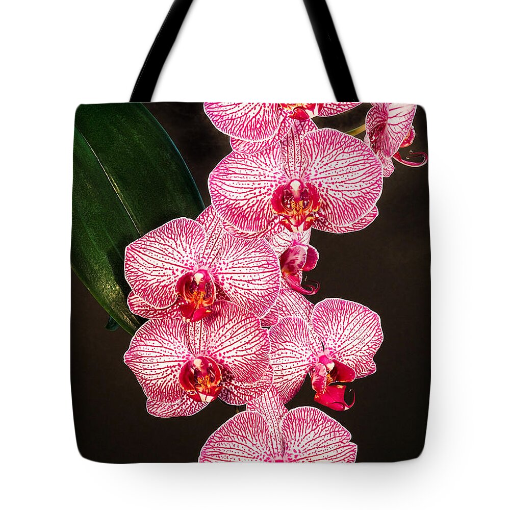 Phalaenopsis Tote Bag featuring the photograph Orchid by Paula Ponath