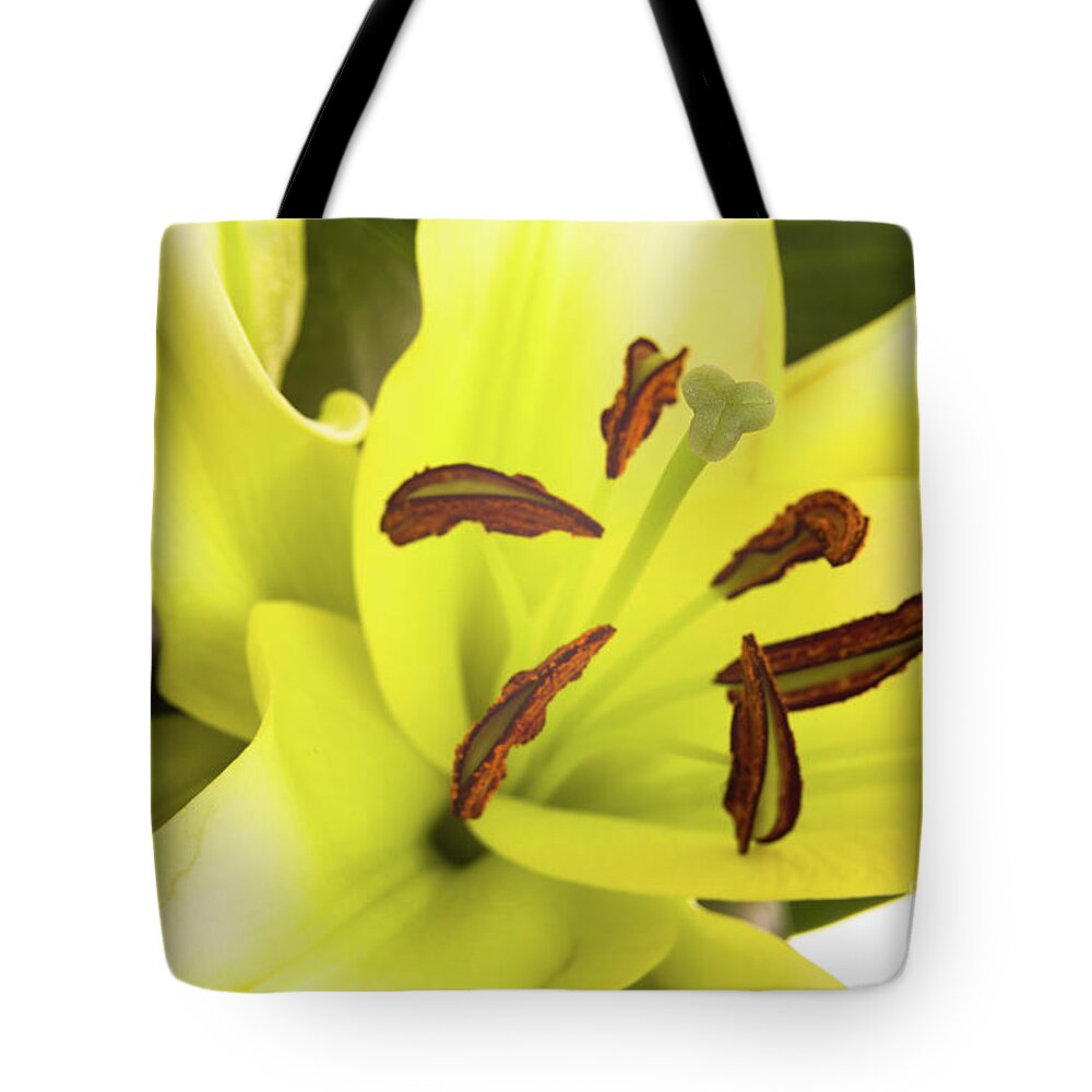 Alive Tote Bag featuring the photograph Oriental Lily Flower by Raul Rodriguez