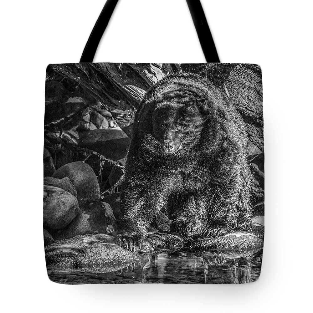 Black Bear Tote Bag featuring the photograph Oservant Black Bear by Roxy Hurtubise