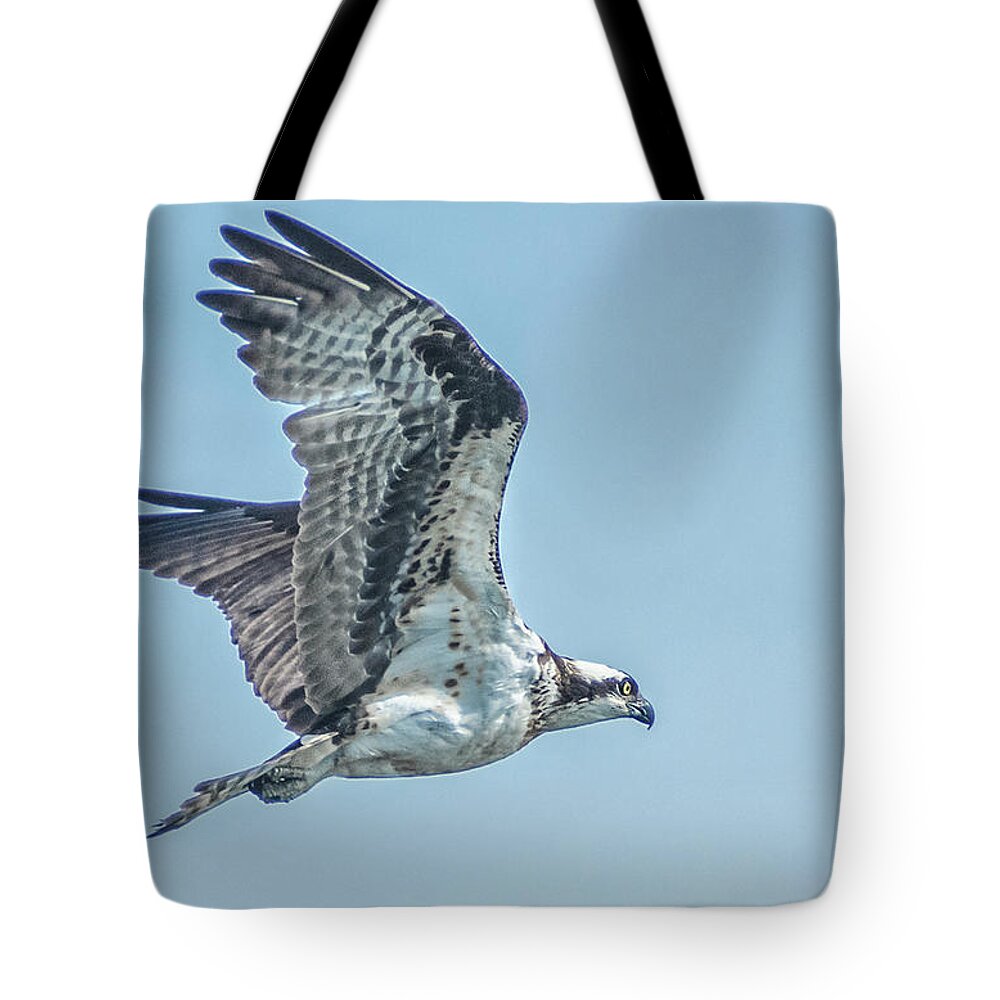 Osprey Tote Bag featuring the photograph Ospery in flight by Rick Mosher