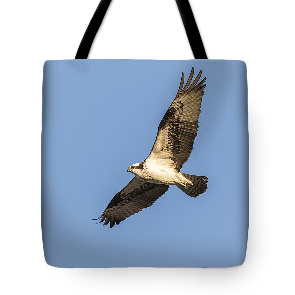 Osprey Tote Bag featuring the photograph Osprey 2016-2 by Thomas Young
