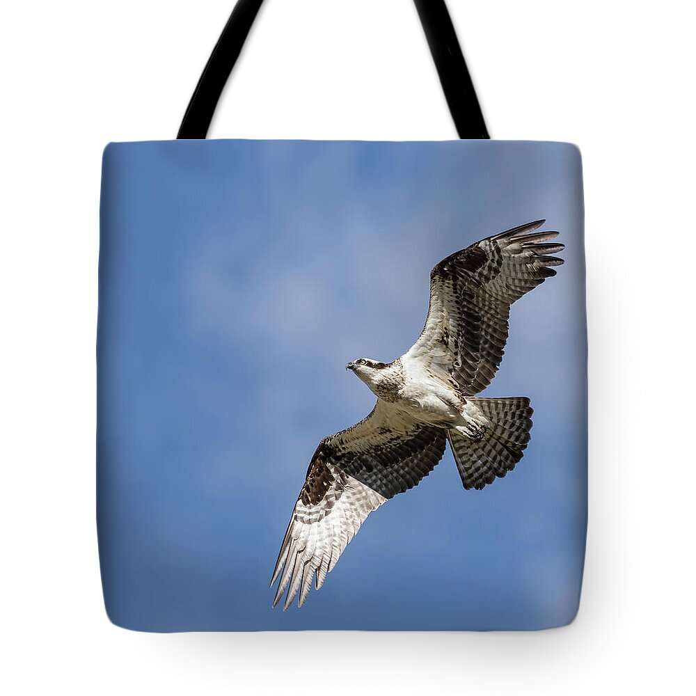 Osprey Tote Bag featuring the photograph Osprey 2017-3 by Thomas Young