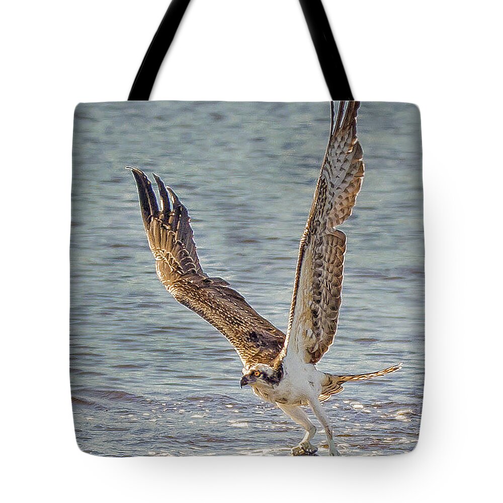 Osprey Carrying Fish Tote Bag featuring the photograph Osprey Carrying Lunch by Joe Granita