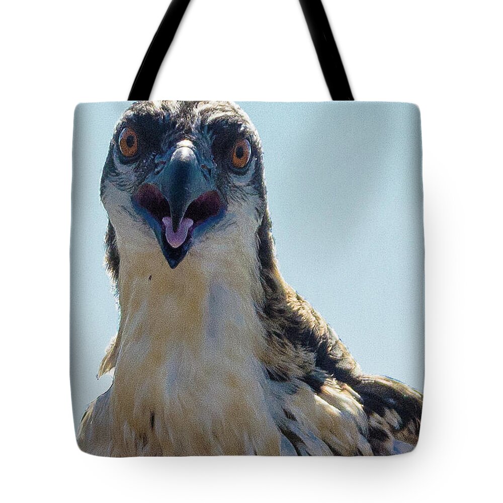 20160625 Tote Bag featuring the photograph Osprey Chick Smiles for the Camera Ultra Macro by Jeff at JSJ Photography