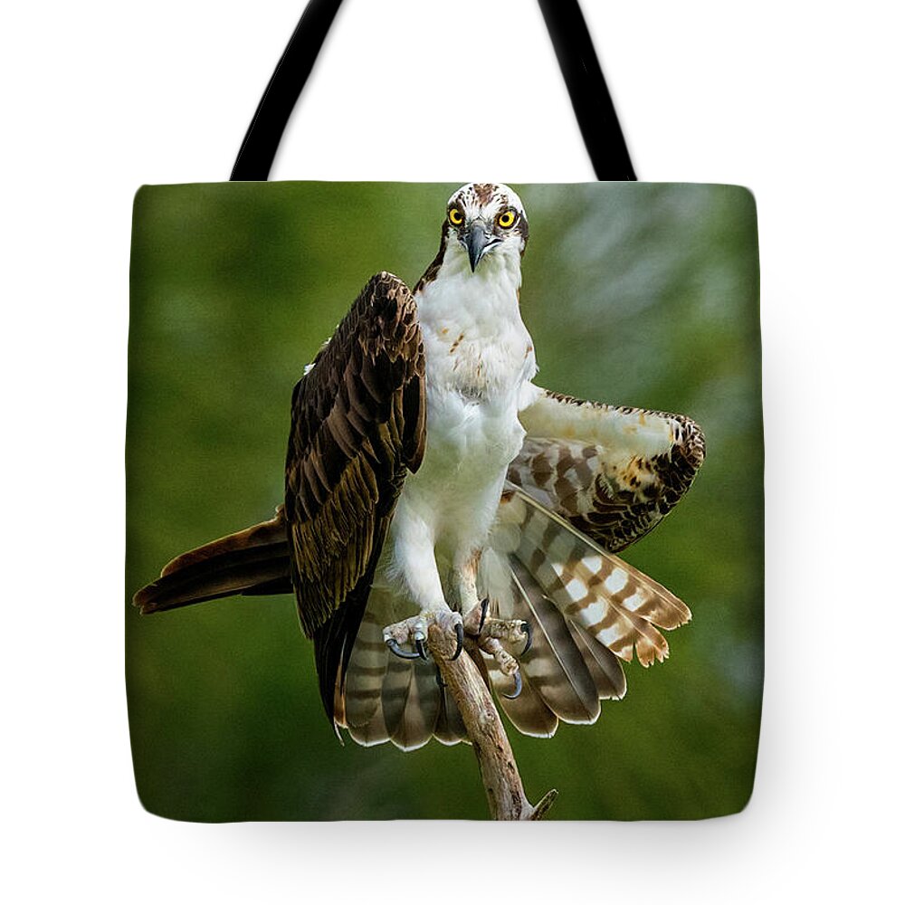Florida Tote Bag featuring the photograph Osprey by Frank Delargy
