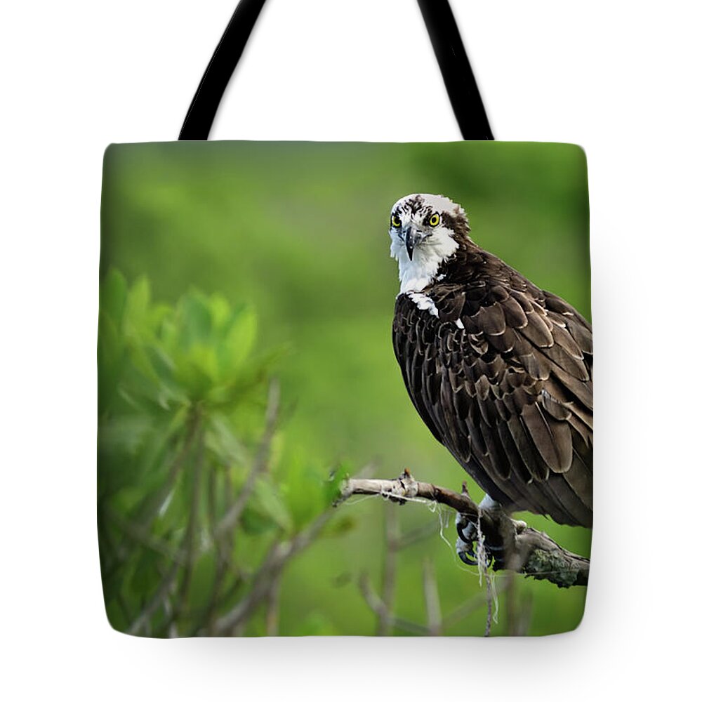 Florida Nature Tote Bag featuring the photograph Osprey Gaze by Carol Eade