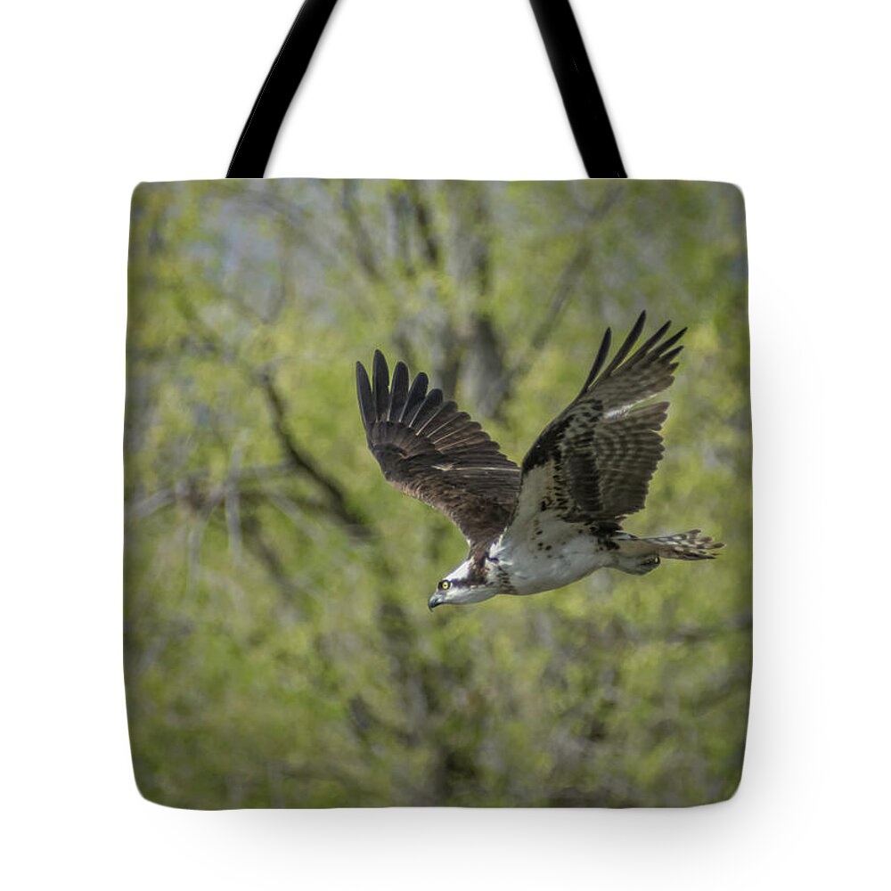 Osprey Tote Bag featuring the photograph Osprey in Flight 1 by Rick Mosher