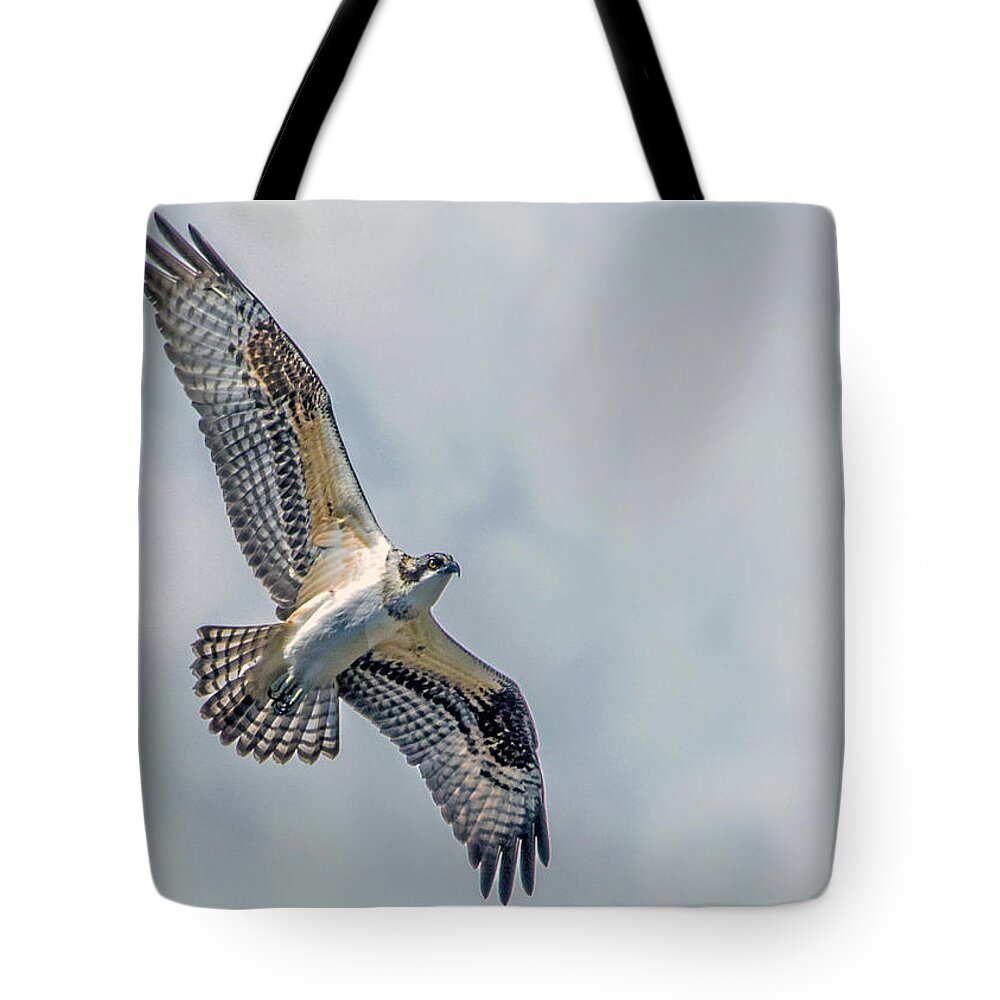 Osprey Tote Bag featuring the photograph Osprey in Flight by Dawn Key