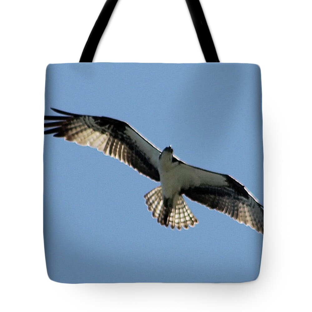 Osprey Tote Bag featuring the photograph Osprey in Flight by Robert Banach