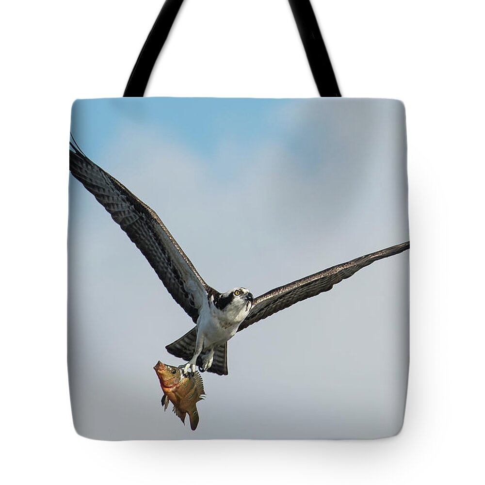 Osprey Tote Bag featuring the photograph Osprey with Rainbow Bass 1 by Don Durfee