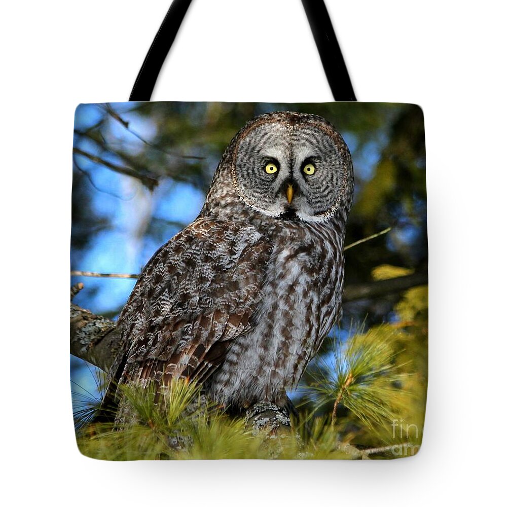 Animals Tote Bag featuring the photograph Out of the shadows by Heather King