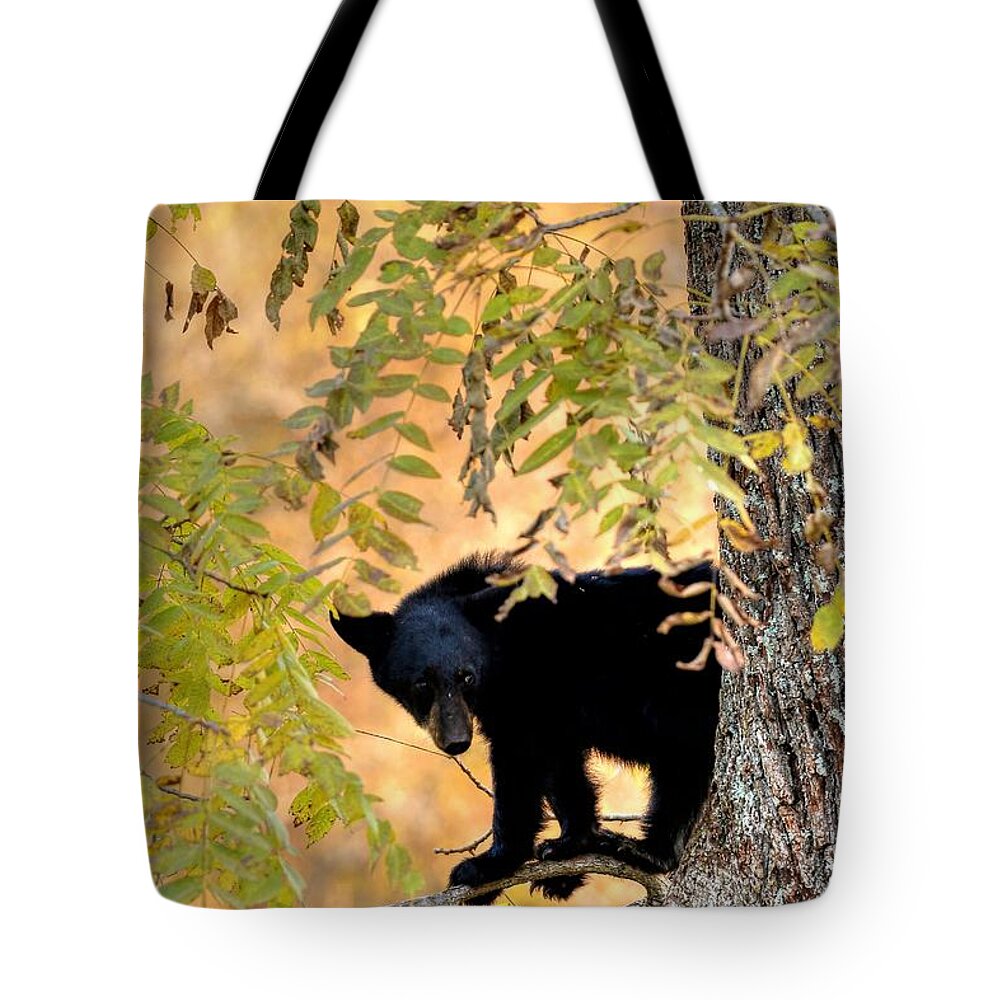 Black Bear Tote Bag featuring the photograph Out On A Limb by Carol Montoya