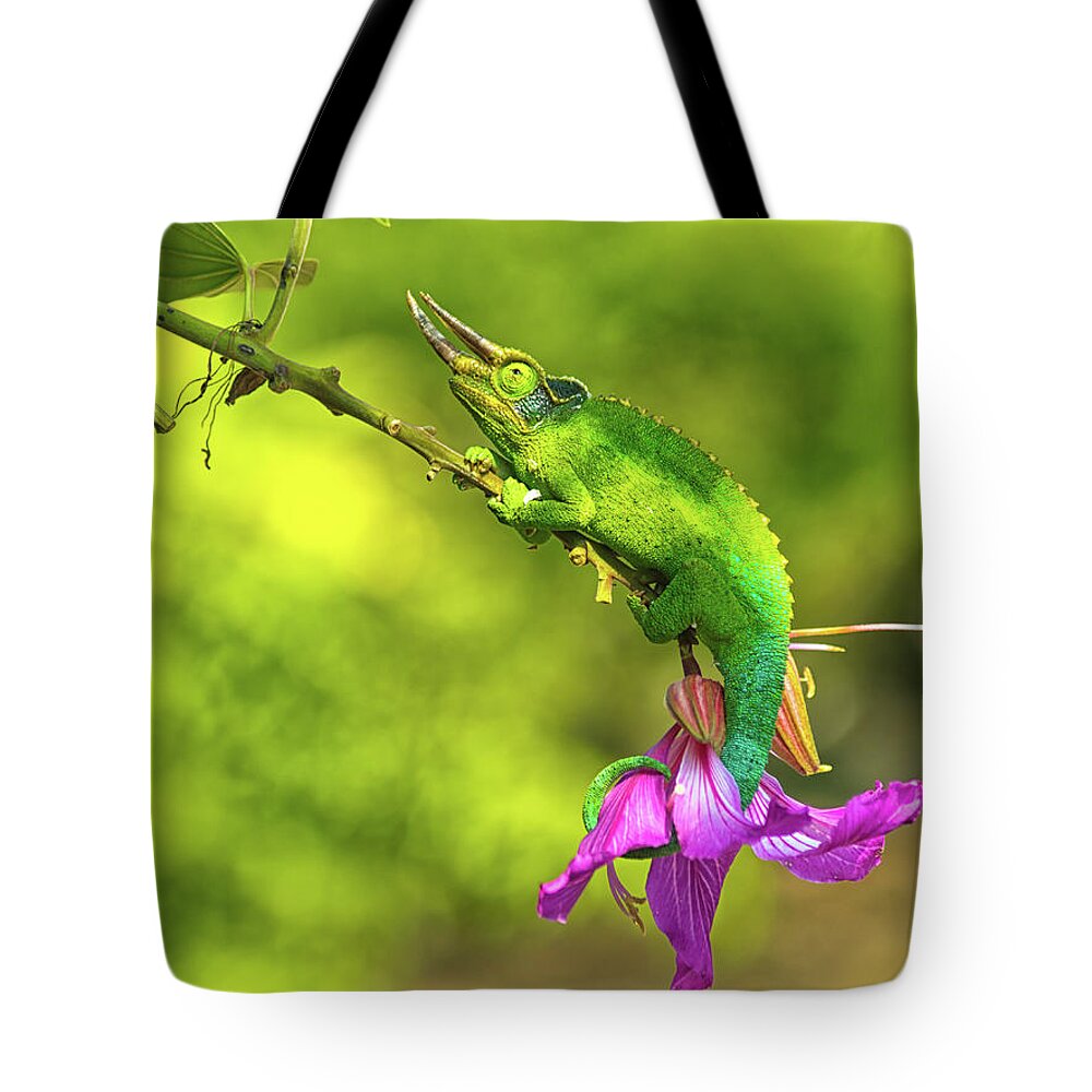 Jackson Chameleon Tote Bag featuring the photograph Out On A Limb by Christopher Johnson