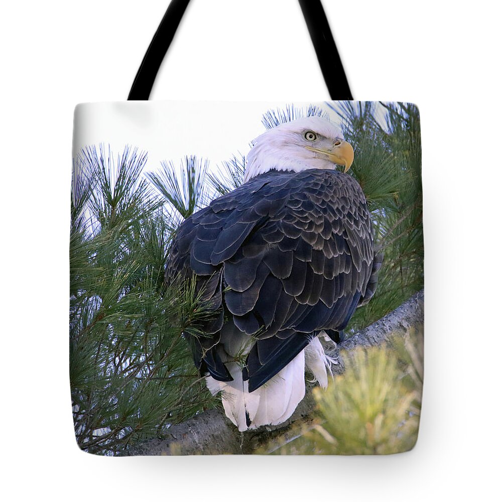 Eagle Tote Bag featuring the photograph Over the Shoulder by Brook Burling