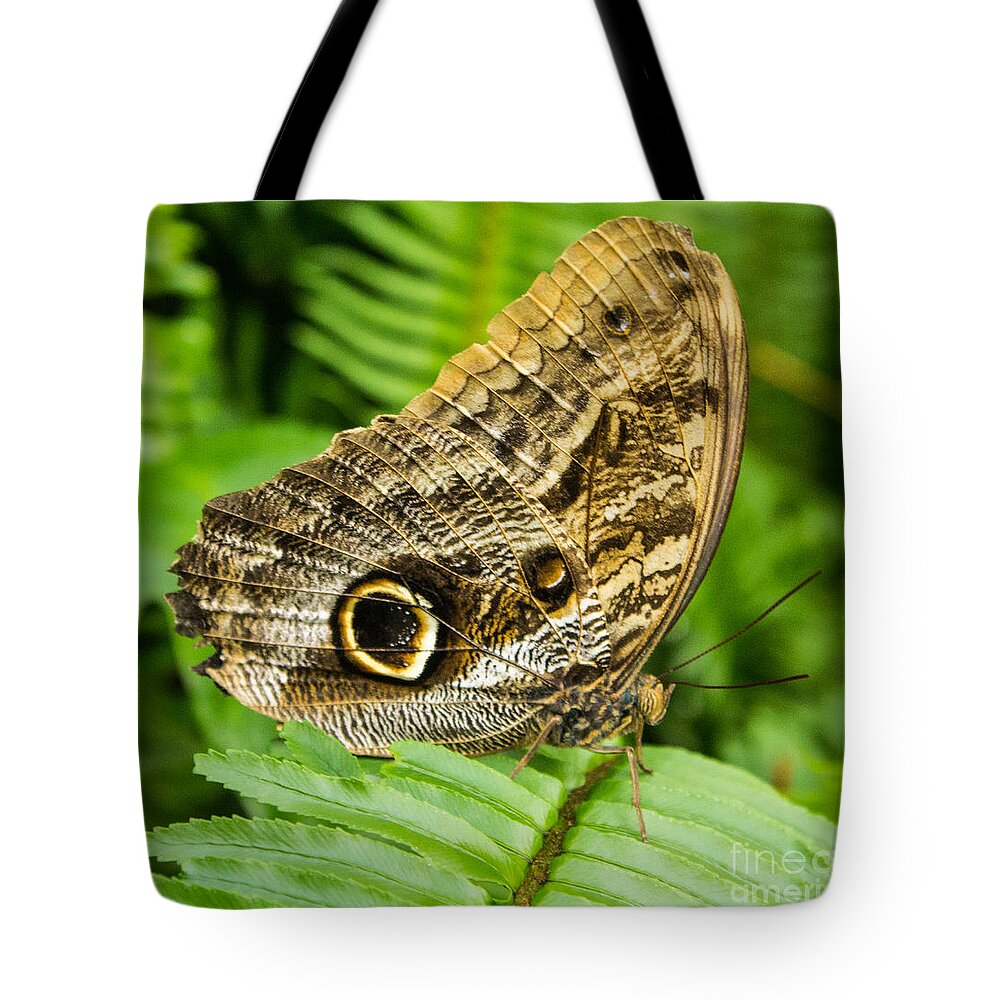 Butterfly Wings Tote Bag featuring the photograph Owl Butterfly by Steven Parker