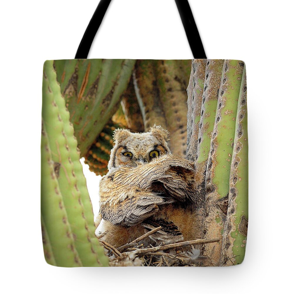 Nature Tote Bag featuring the photograph Owl Dracula by Joanne West