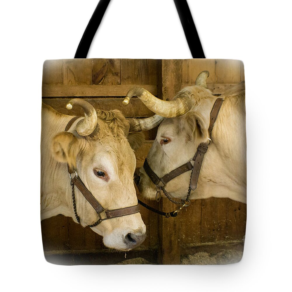 Ox Tote Bag featuring the photograph Oxen Team by Kevin Fortier