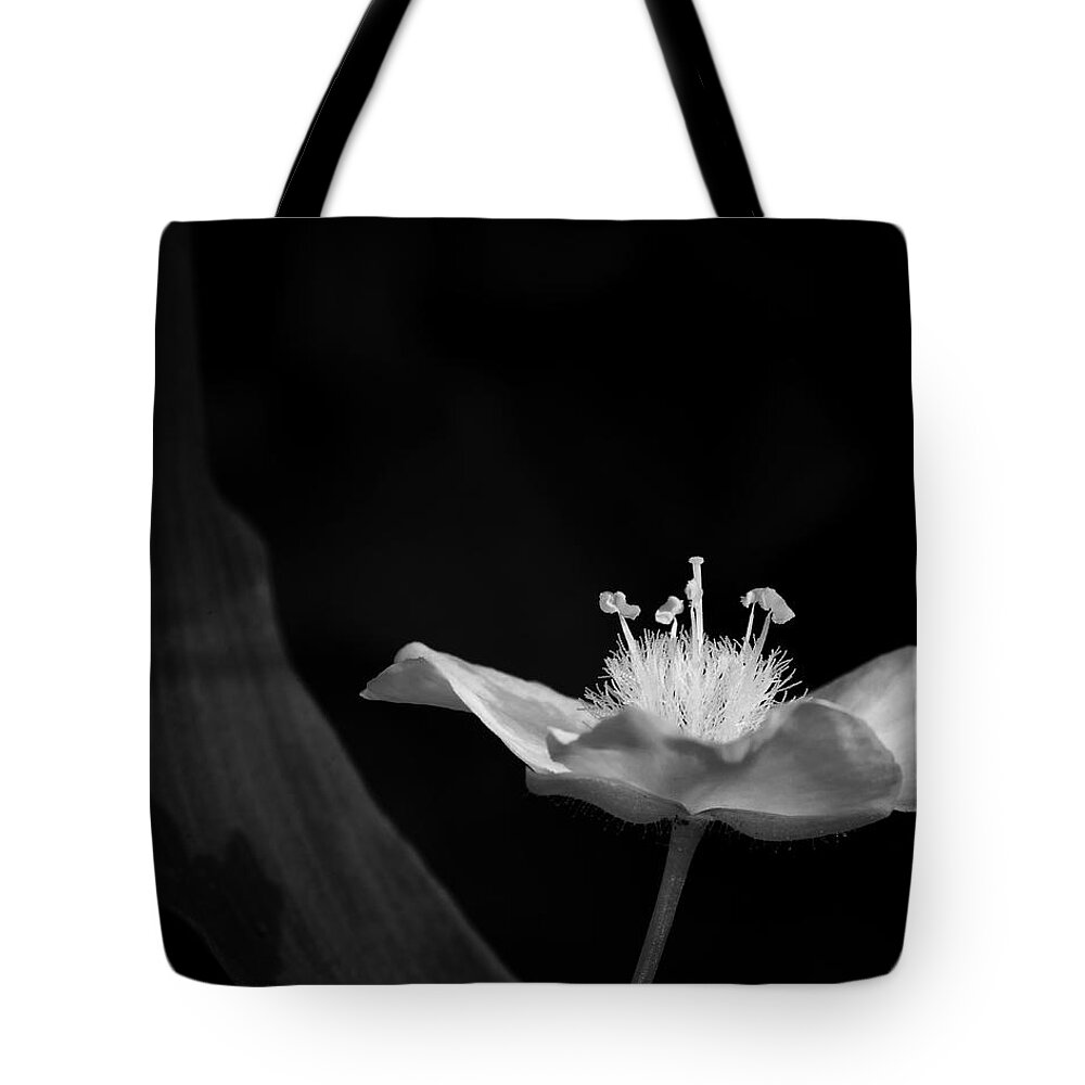 Black And White Tote Bag featuring the photograph Ozark Spiderwort by Michael Dougherty