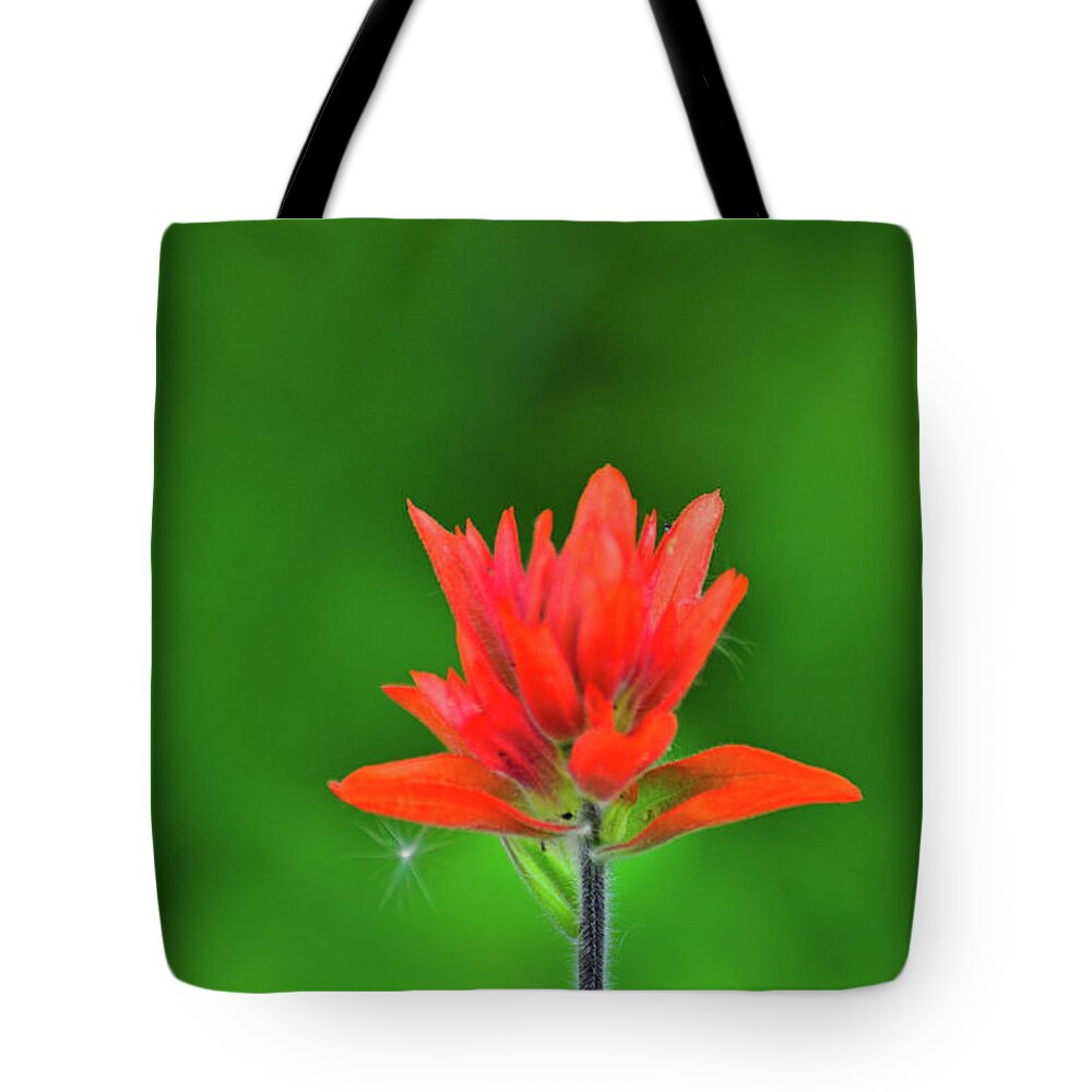 Flowers Tote Bag featuring the photograph Paintbrush by Greg Norrell
