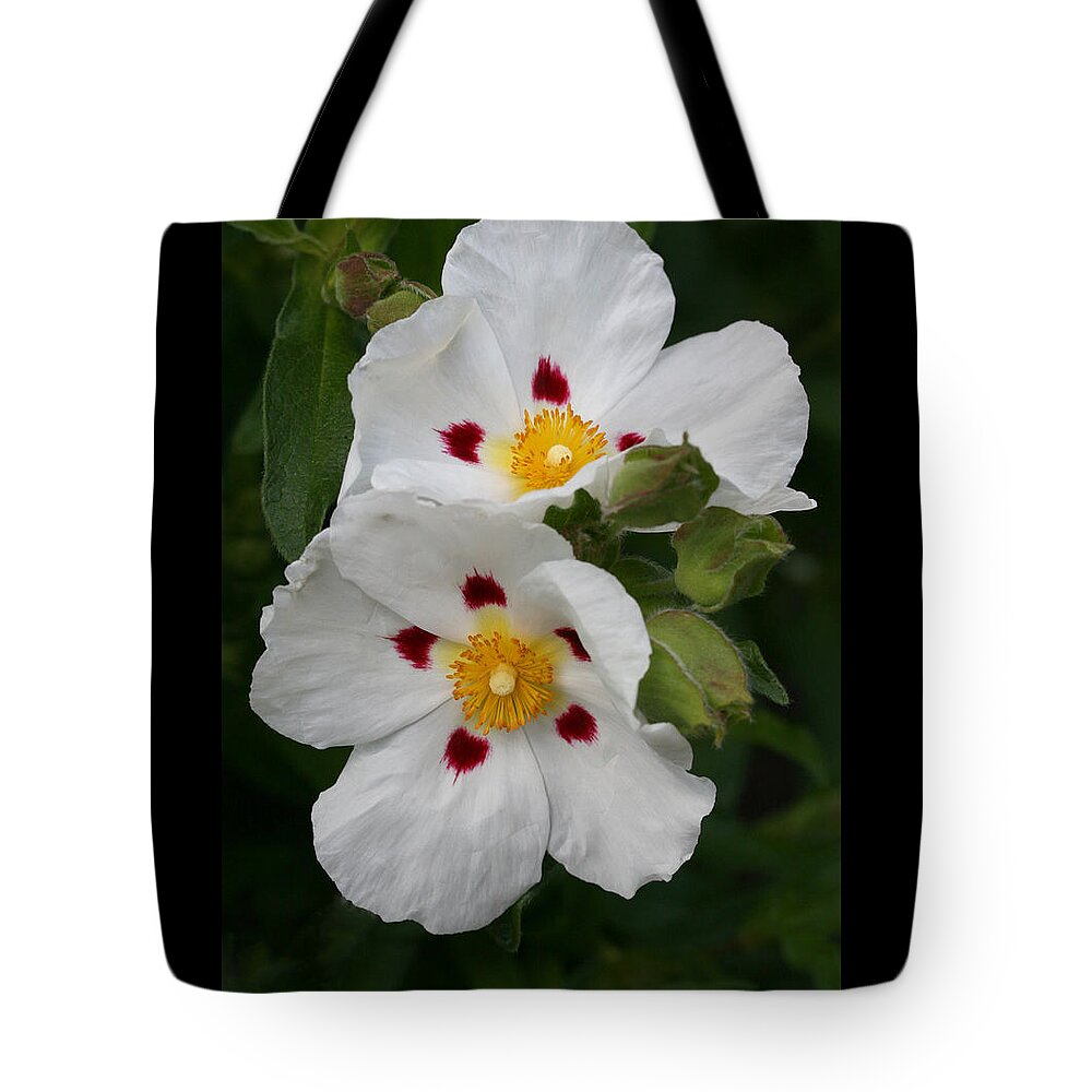 Botanical Tote Bag featuring the photograph Painted Crepe by Tammy Pool